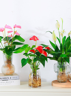 红掌水培盆栽室内易养水生花卉白掌绿植一帆风顺客厅观花植物粉掌