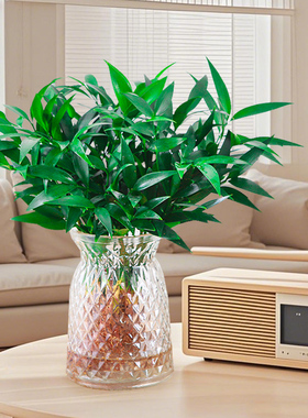 驱蚊竹柏水培室内观叶易养水养花卉绿植四季常青小盆栽办公室工位