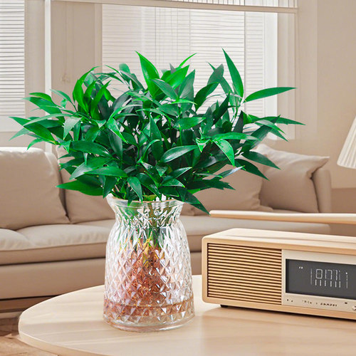 驱蚊竹柏水培室内观叶易养水养花卉绿植四季常青小盆栽办公室工位