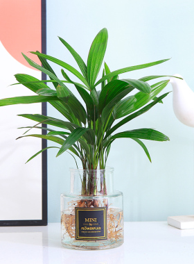 室内水培植物棕竹盆栽耐阴好养绿色植物四季常青客厅桌面懒人植物