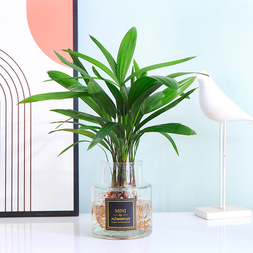 棕竹室内桌面净化空气新品促销