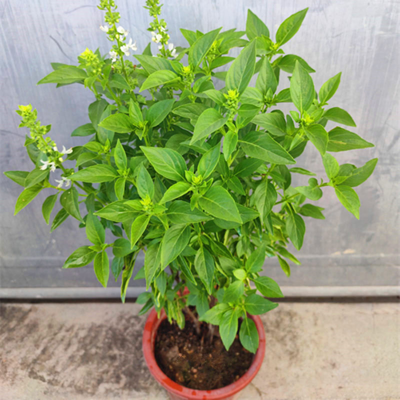 九层塔盆栽潮汕金不换罗勒盆栽食用香料三杯鸡蒸鱼炒田螺海鲜