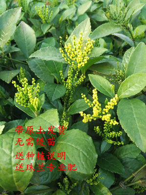 带花庭院植物阳台盆栽包邮