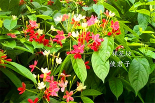 包邮使君子大苗开花藤本观花植物庭院绿植阳台花带香味一天三变色