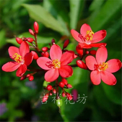 四季琴叶珊瑚常绿开花植物包邮