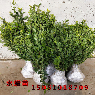 水蜡树苗金叶水蜡球小叶女贞四季常青植物做篱笆围墙北方易活苗木