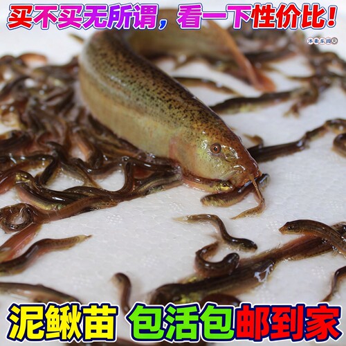 泥鳅苗鲜活活饵公母泥鳅苗淡水