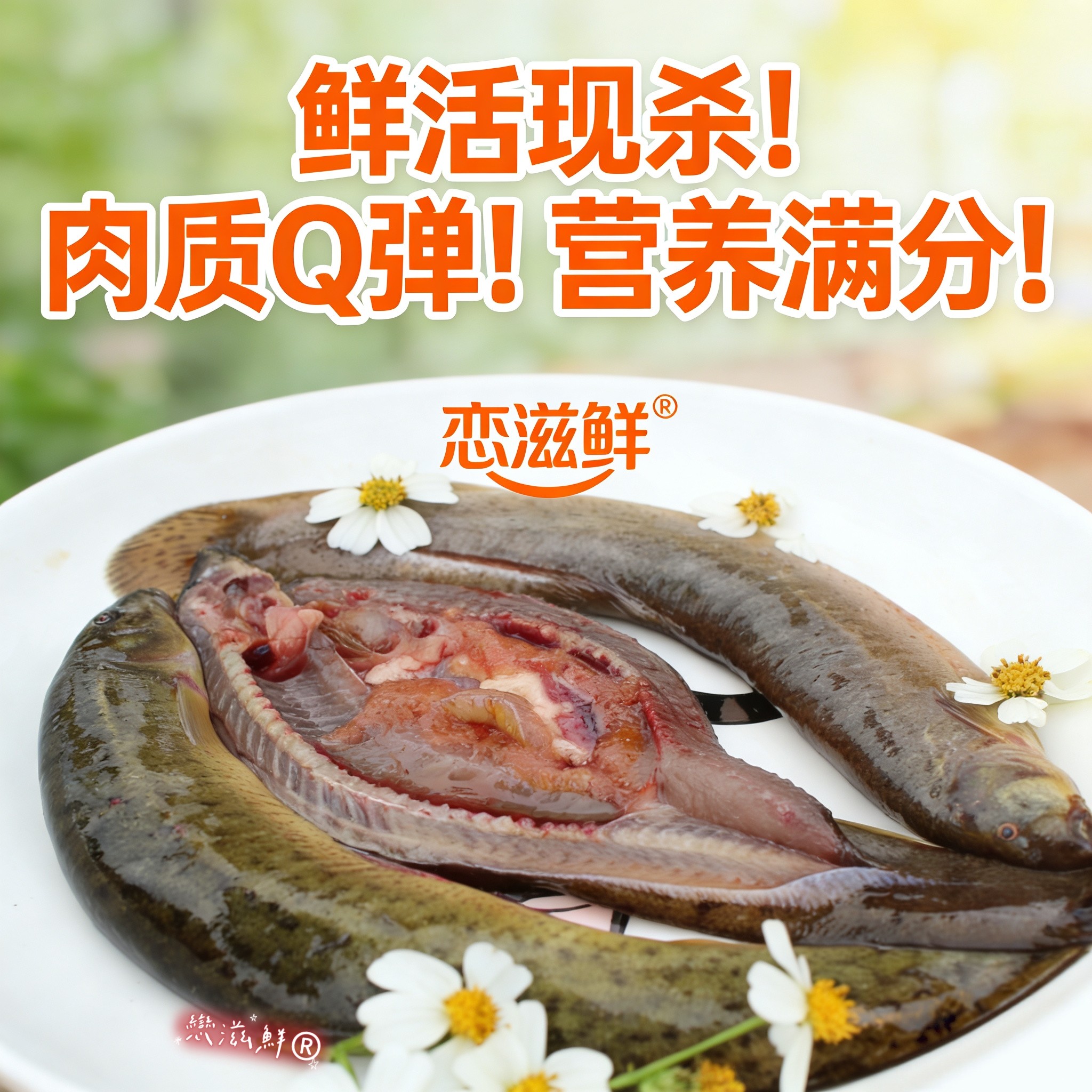 大泥鳅急冻淡水鲜活现杀泥鳅野捕青鳅黄鳅活鱼食用补钙炖汤滋补品