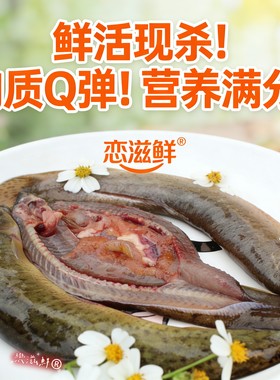 大泥鳅急冻淡水鲜活现杀泥鳅野捕青鳅黄鳅活鱼食用补钙炖汤滋补品