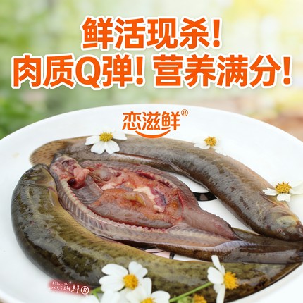 大泥鳅急冻淡水鲜活现杀泥鳅野捕青鳅黄鳅活鱼食用补钙炖汤滋补品