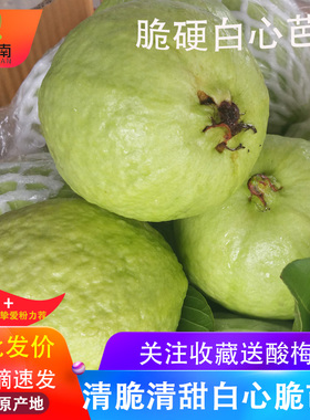 广西现摘白心脆芭乐5斤装番石榴 新鲜热带当季水果果园直发