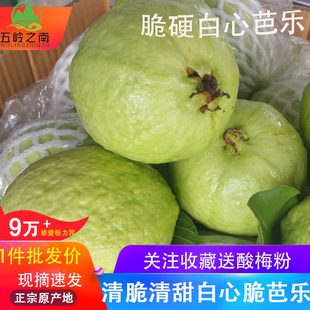 水果果园直发 新鲜热带当季 广西现摘白心脆芭乐5斤装 番石榴