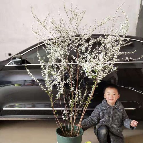 雪柳树苗喷雪花盆栽庭院耐寒耐热