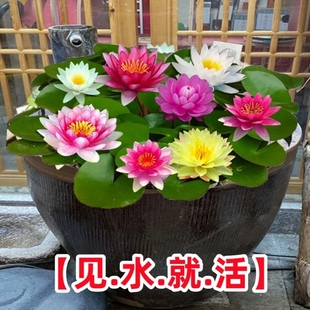 大睡莲根块睡莲花水培植物四季莲花盆栽水养花卉荷花睡莲根茎庭院