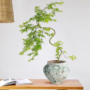 黄金柳泉枫盆栽室内绿植桌面盆景禅意植物玄关型书房茶桌新中式