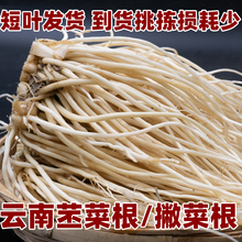 云南新鲜苤菜根撇菜根大韭菜根1/2/5斤月子良菜腌制炒肉炖汤包邮
