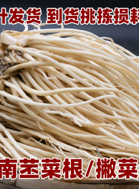 苤菜根撇菜大韭菜腌制炒肉炖汤