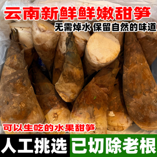 云南新鲜甜笋甜龙笋现挖竹笋水果鲜笋思茅