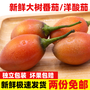 云南新鲜大树番茄树酸茄洋酸茄新鲜鸡蛋果番茄缅茄傣味1斤 免邮