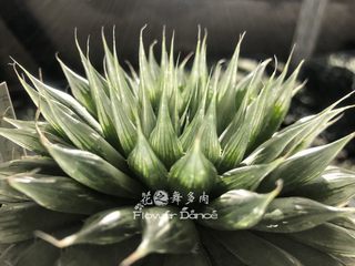 日本多肉植物原始十二卷H.Crinita DMC05157针管玉露类超长透尖