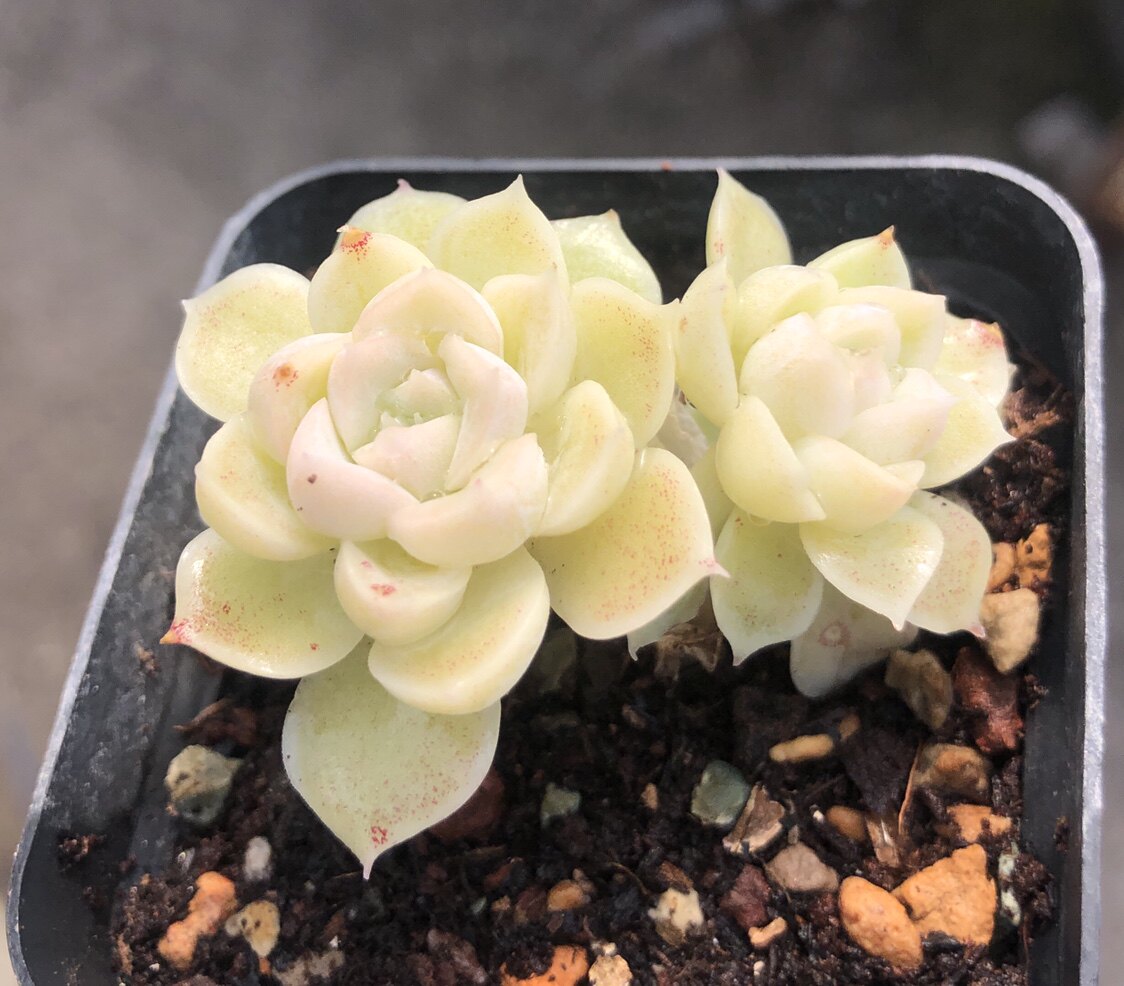 日系多肉植物景天丝绸阿尔巴日系海琳娜等实生