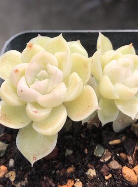 日系多肉植物景天丝绸阿尔巴日系海琳娜等实生