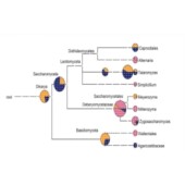 Cytoscape作图 KEGG PPI网络服务 Top2博士团队提供网络药理学