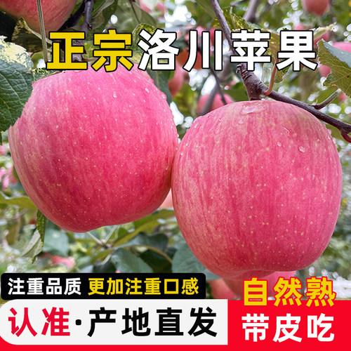 正宗洛川苹果颗颗精选脆甜多汁