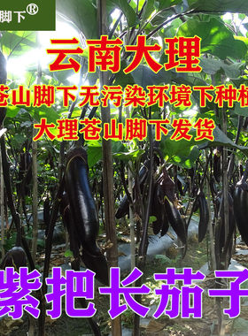 苍山脚下蔬菜茄子无污染绿色健康