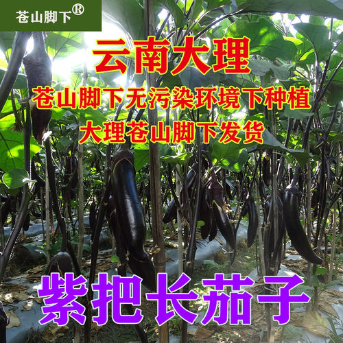 苍山脚下蔬菜茄子无污染绿色健康