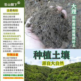 苍山脚下原始森林大自然大山里腐殖树叶土种植土种菜土种花土纯土