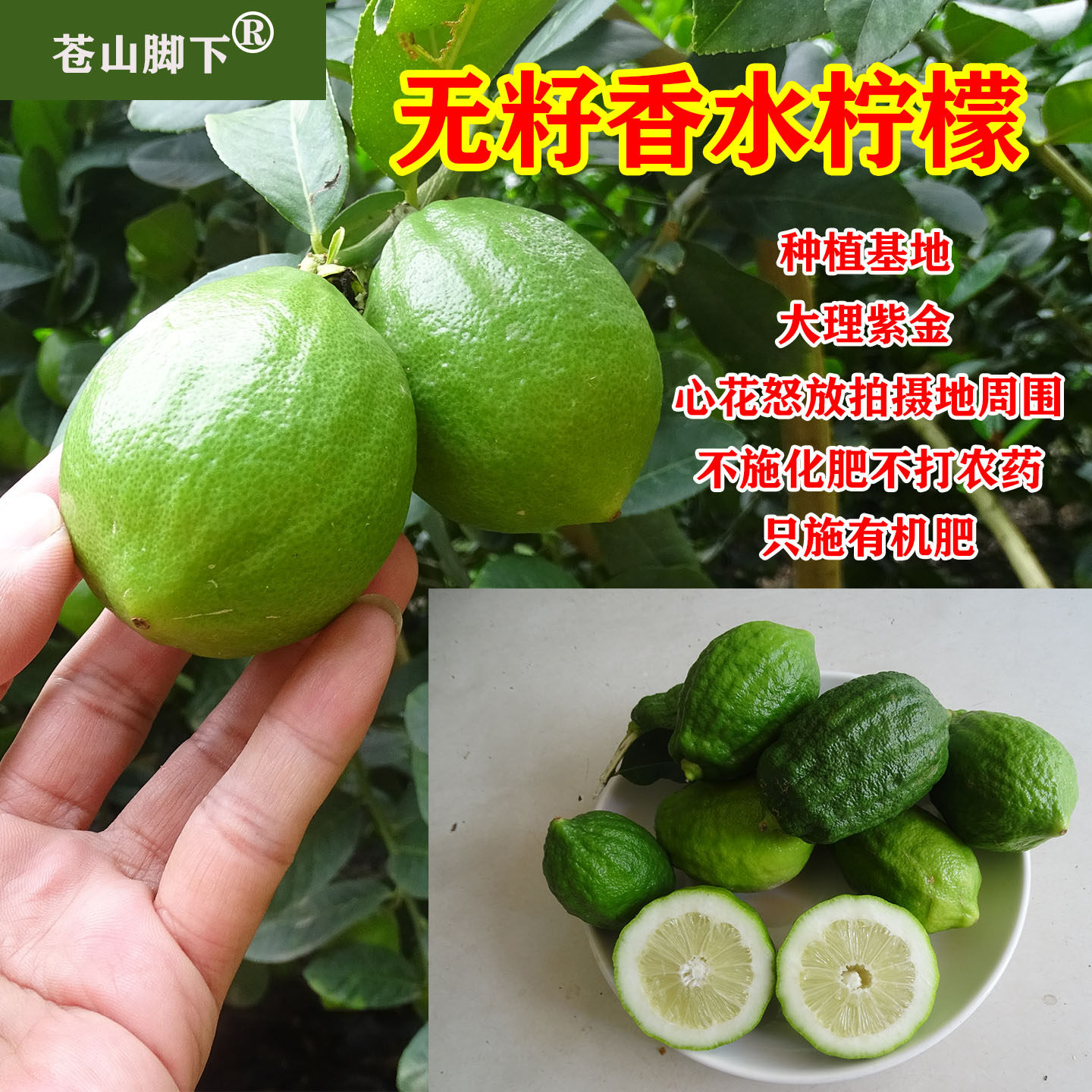 苍山脚下大理紫金心花怒放拍摄地周围无污染种植无籽香水柠檬新鲜
