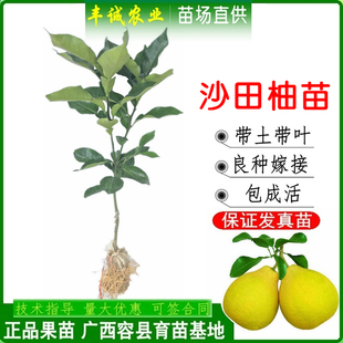 沙田柚苗 沙田柚树苗 柚子苗正宗容县沙田柚果树苗 原产地育苗