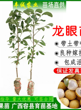 龙眼嫁接树苗南北方种植地栽