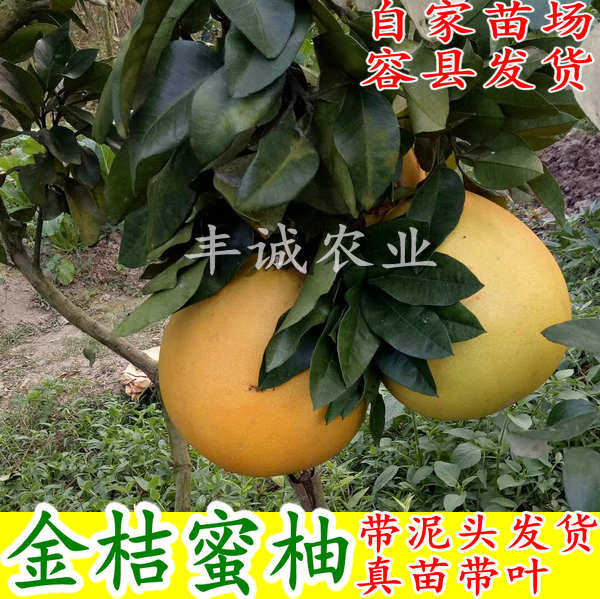 金桔蜜柚树苗 黄金蜜柚苗 金桔柠檬/柑橘类盆栽