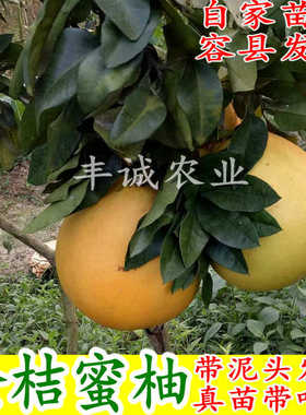 金桔蜜柚树苗 黄金蜜柚苗 金桔柚苗 黄肉蜜柚苗黄皮蜜柚果苗包邮