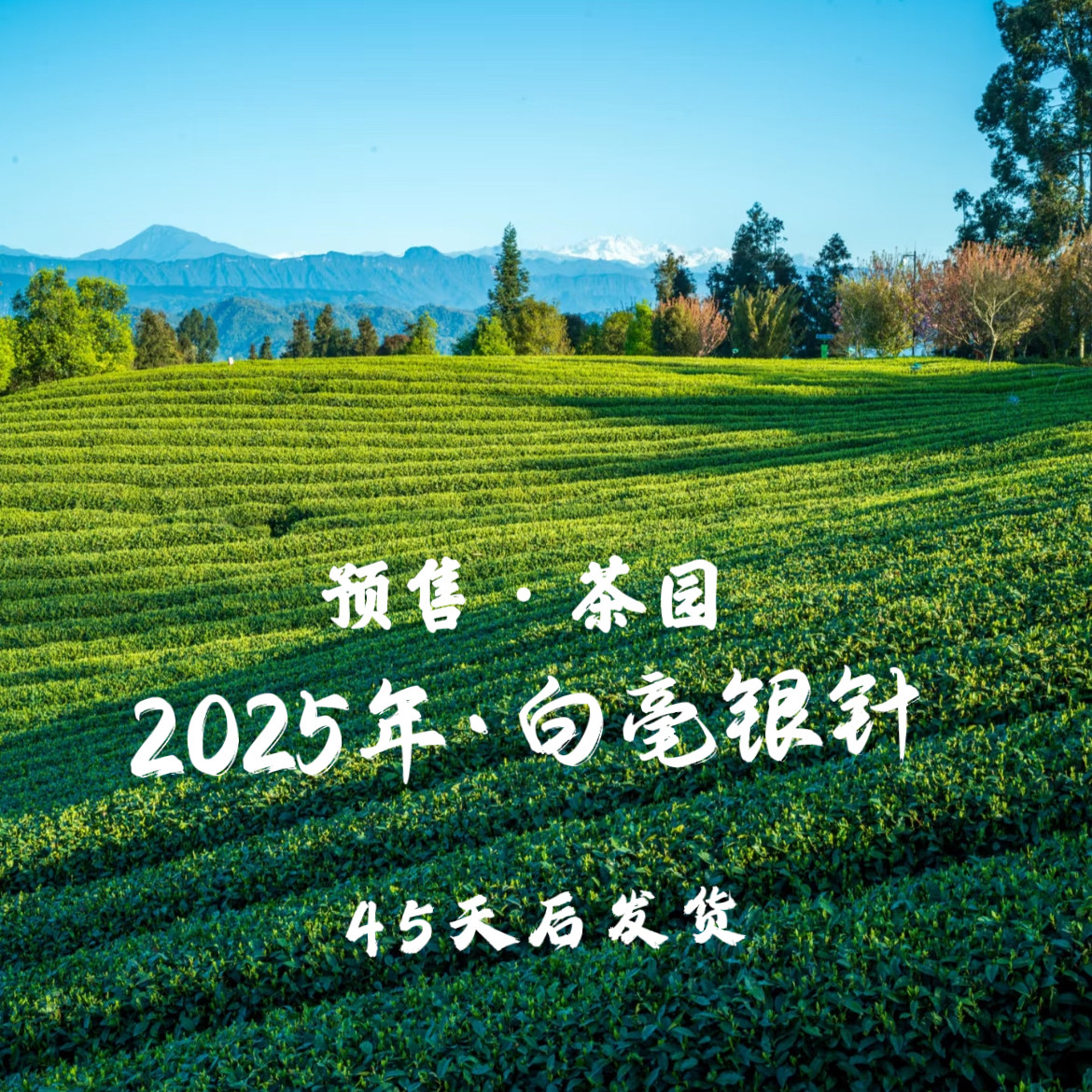 福鼎白茶2025年春茶核心产区古树白茶白毫银针手工日晒茶叶头采
