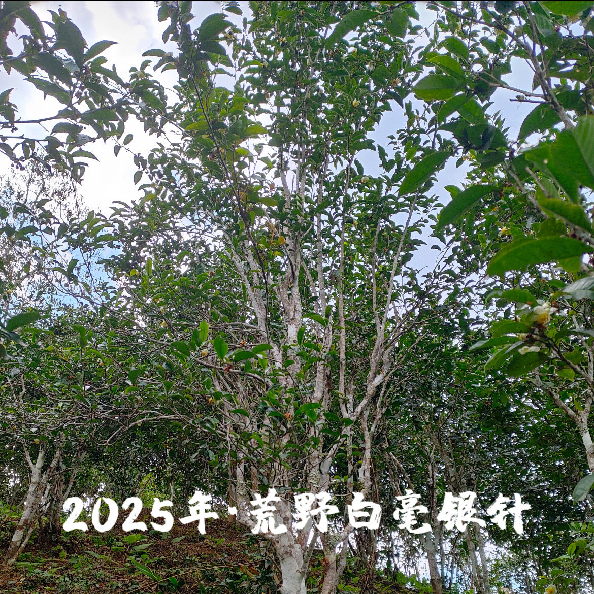福鼎白茶2025年荒野首日芽白毫银针核心产区荒野古树白茶核心产区