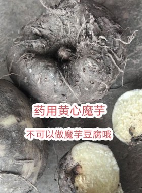 云南特产黄心魔芋药用新鲜现挖现发(不可做魔芋豆腐)药用野生魔芋