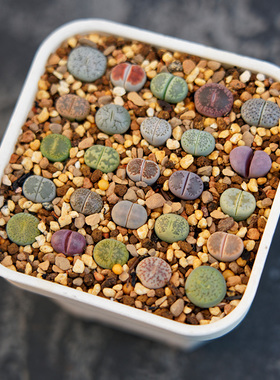 光语石 彩色生石花拼盘套餐 菊富贵荒曲血点紫李红大内绿巴里寿丽