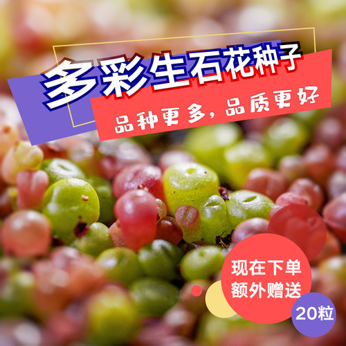 光语石超级多彩生石花种子