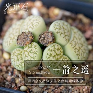 光语石 一箭之遥生石花整盆带盆土一物一拍 PP花拼盘屁股多肉植物