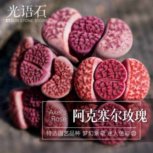 光语石阿克塞尔玫瑰紫花纹带盆