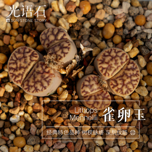 光语石雀卵玉生石花一物一拍