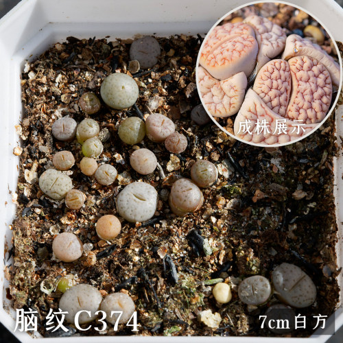 光语石生石花多肉稀有7cm整盆 荒玉曲玉拿铁饼干菊纹章紫李PP组合