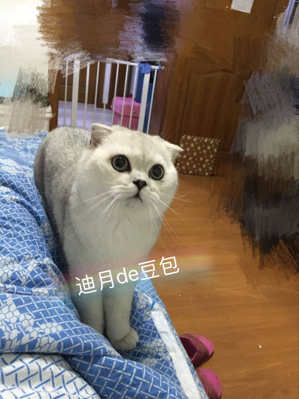 迪月家养英短渐层折耳猫猫咪借配配种