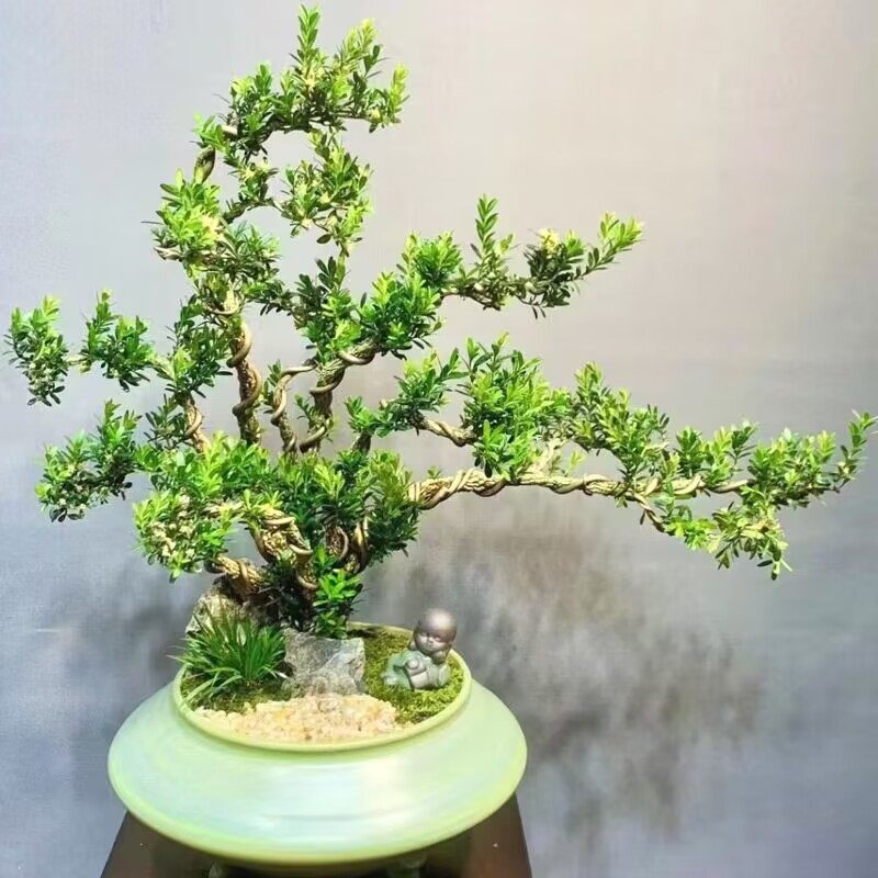 黄杨老桩盆景树苗雀舌皱皮造型小叶盆栽绿植室内客厅桌面树桩绿植