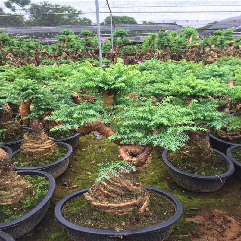 澳洲杉盆栽盆景室内阳台绿植植物