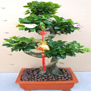常青绿植花卉净化空气 人参榕树树桩盆景室内客厅办公桌面盆栽四季