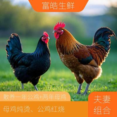 【礼盒包装】散养黑脚老母鸡(炖汤)+土鸡公(红烧)两只净重6-7斤